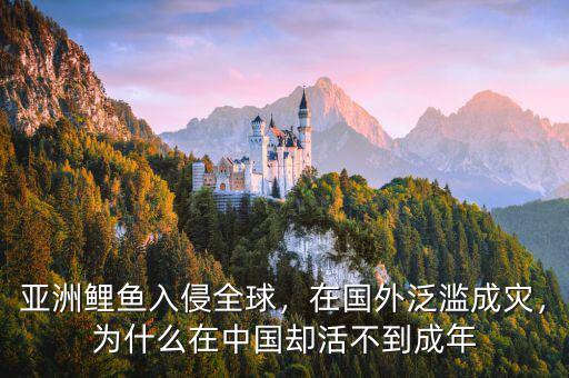 亞洲鯉魚入侵全球，在國外泛濫成災(zāi)，為什么在中國卻活不到成年