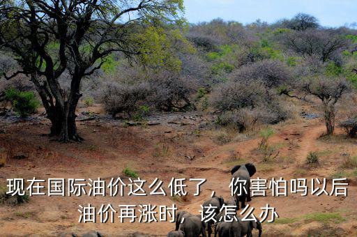 現(xiàn)在國(guó)際油價(jià)這么低了，你害怕嗎以后油價(jià)再漲時(shí)，該怎么辦