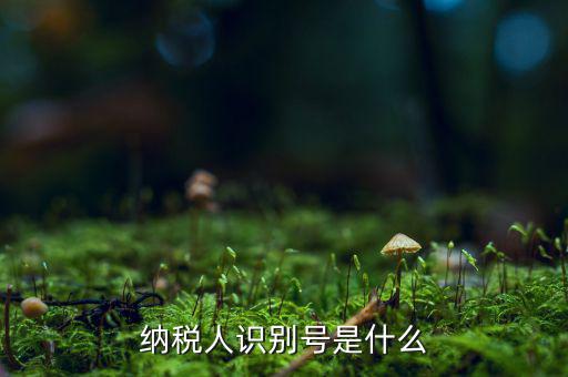 納稅人的識別號是什么，納稅人識別號是什么