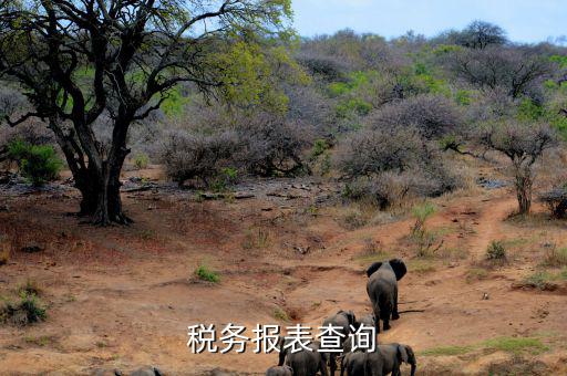 如何查詢(xún)稅務(wù)申報(bào)表，怎么查詢(xún)歷史財(cái)務(wù)報(bào)表和納稅申報(bào)表