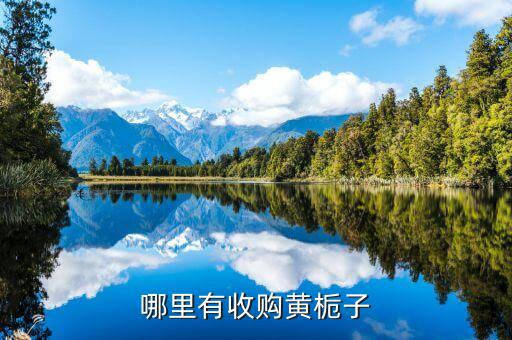 江西樟樹(shù)收購(gòu)什么藥材，哪里有收購(gòu)黃梔子