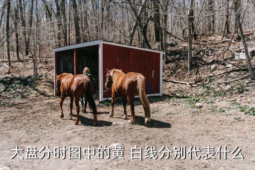 大盤(pán)分時(shí)圖中的黃 白線分別代表什么