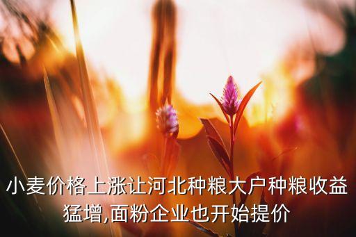 小麥價格上漲讓河北種糧大戶種糧收益猛增,面粉企業(yè)也開始提價