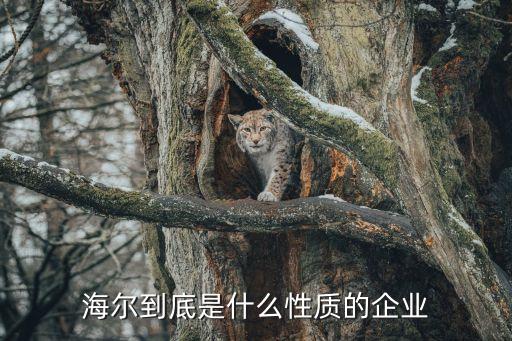 海爾到底是什么性質的企業(yè)