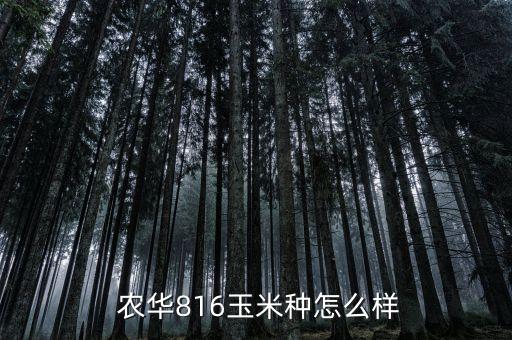  農華816玉米種怎么樣